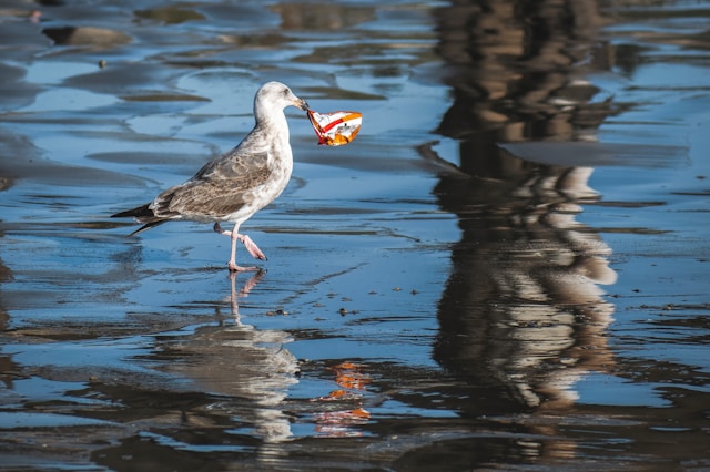 Plastic pollution in the ocean