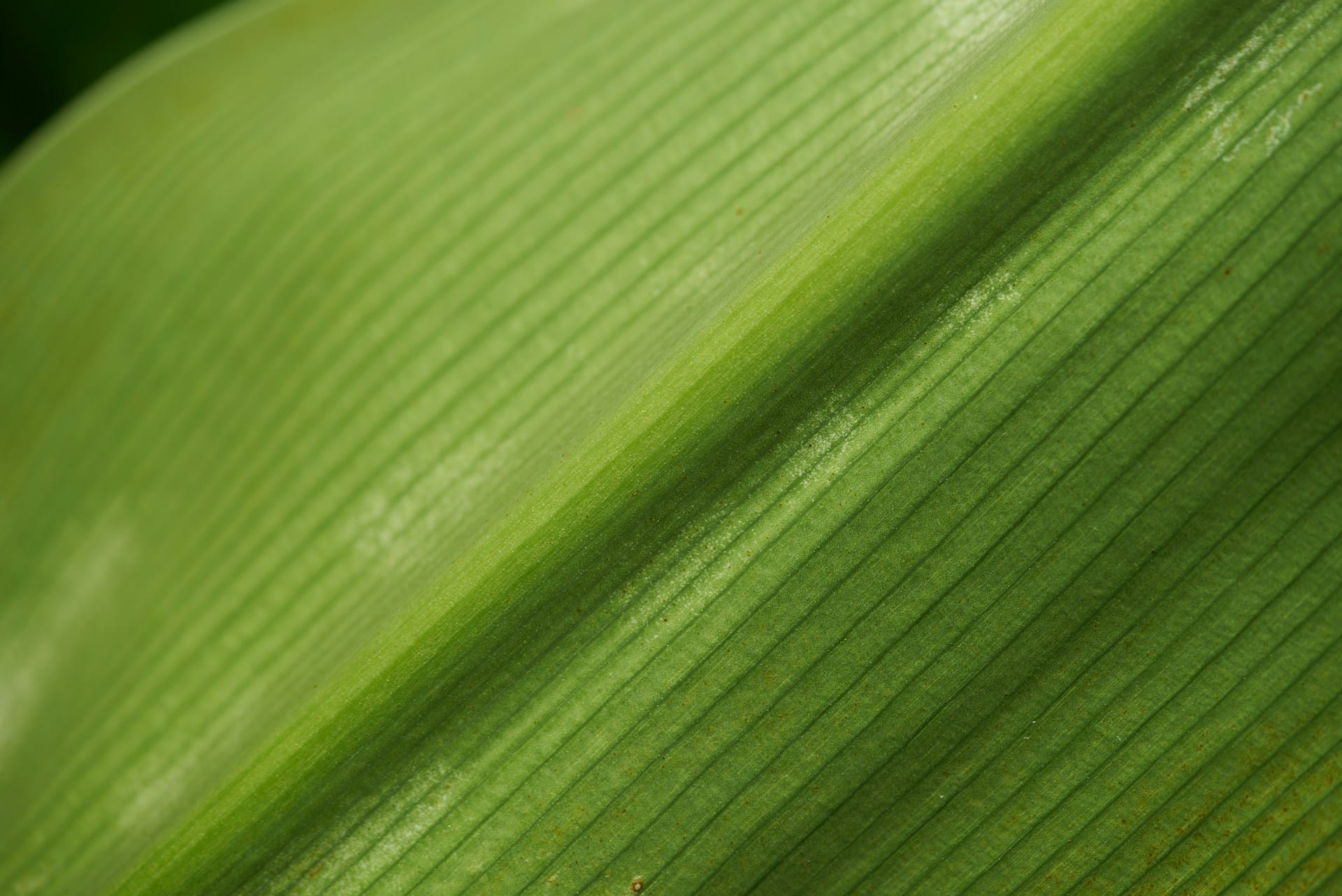 Natural texture of lush green foliage