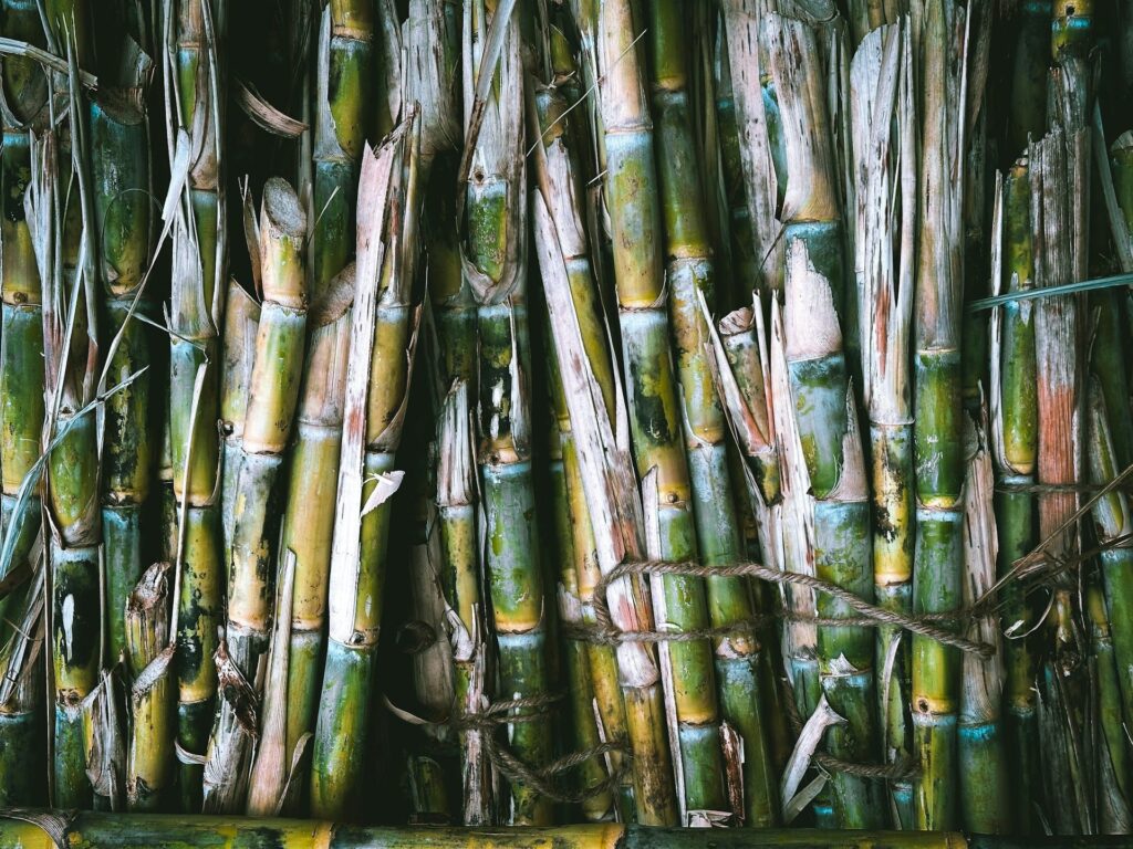 Sugarcane pulp is a byproduct of sugarcane processing