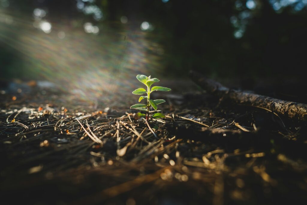 A Seedling Emerging from the Soil