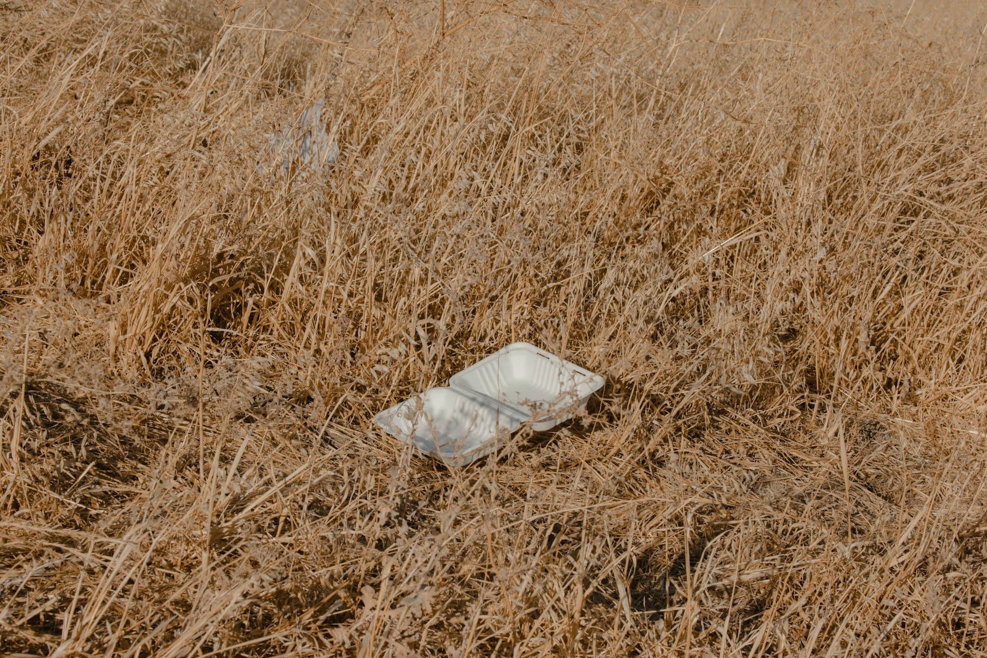 A discarded packaging box lying among weeds
