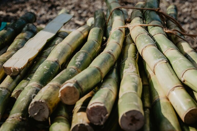 Stacked sugarcane stalks