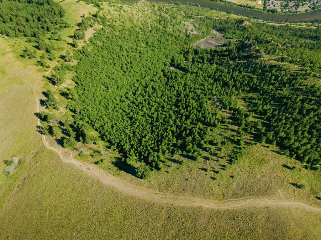 Vast green grassland