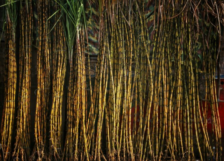 Fresh sugarcane stalks used as a renewable raw material for eco-friendly food packaging.